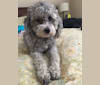Morgan, a Poodle (Small) and Lhasa Apso mix tested with EmbarkVet.com