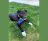 Photo of Remi, an Australian Cattle Dog, American Pit Bull Terrier, Border Collie, and Mixed mix in Texas, USA