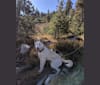 Photo of Summit, a Siberian Husky, Great Pyrenees, and Australian Cattle Dog mix in Oregon, USA