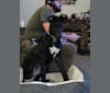 Lando, a Doberman Pinscher and American Pit Bull Terrier mix tested with EmbarkVet.com