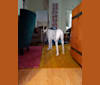 Bandido, an American Village Dog tested with EmbarkVet.com