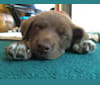 Mac, a German Shepherd Dog and Labrador Retriever mix tested with EmbarkVet.com