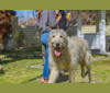 Mannix, an Irish Wolfhound tested with EmbarkVet.com