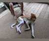 Kenobi, a West African Village Dog tested with EmbarkVet.com