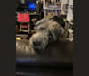 Puddin’ Pup, an American Pit Bull Terrier and Bluetick Coonhound mix tested with EmbarkVet.com