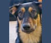 Tova, a German Shepherd Dog and Alaskan Malamute mix tested with EmbarkVet.com