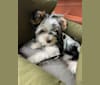 Jasper Hwang, a Biewer Terrier tested with EmbarkVet.com