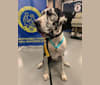 Molly, a Great Dane tested with EmbarkVet.com