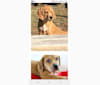 Kipi, a Redbone Coonhound and Boxer mix tested with EmbarkVet.com