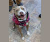 Coqui, an American Pit Bull Terrier and American Bulldog mix tested with EmbarkVet.com
