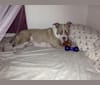 Photo of Millie, an American Pit Bull Terrier  in Pompano Beach, Florida, USA