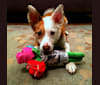 Photo of Ruby, a Rat Terrier, Border Collie, Pug, and Russell-type Terrier mix in Jonesboro, Arkansas, USA