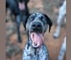 Skadi, a German Shorthaired Pointer and Alaskan-type Husky mix tested with EmbarkVet.com