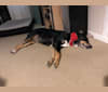 Chili, a Siberian Husky and Coonhound mix tested with EmbarkVet.com