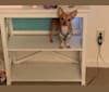 Chapo, a Chihuahua and Miniature Schnauzer mix tested with EmbarkVet.com