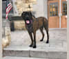 Photo of Calliope Jo Prudence Plein, a Mastiff  in Lincoln, NE, USA