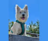 Ollie, a Central Asian Village Dog tested with EmbarkVet.com