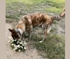Photo of Axel, a German Shepherd Dog, Siberian Husky, Neapolitan Mastiff, Cane Corso, and Mixed mix in Saskatchewan, Canada