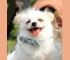 Toby, a Bichon Frise and Pekingese mix tested with EmbarkVet.com