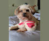 Bear, a Yorkshire Terrier and Pomeranian mix tested with EmbarkVet.com