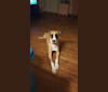 Photo of Rizzo, a Great Dane, German Shepherd Dog, and American Staffordshire Terrier mix in Warner Robins, Georgia, USA