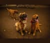 Bodhi, a German Shepherd Dog and Boxer mix tested with EmbarkVet.com