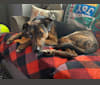 Waldo, a German Shepherd Dog and Dalmatian mix tested with EmbarkVet.com