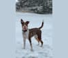 Photo of Kota, an Australian Cattle Dog, Labrador Retriever, Golden Retriever, and Mixed mix in Hot Springs, South Dakota, USA