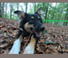 Photo of Nefro, an Eastern European Village Dog  in Bulgaria