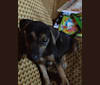 Amido, an African Village Dog tested with EmbarkVet.com