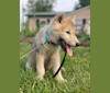 Wolfie a dog tested with EmbarkVet.com