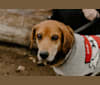 Stanley, a Beagle and Formosan Mountain Dog mix tested with EmbarkVet.com