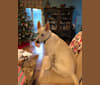 Axel, a German Shepherd Dog and Labrador Retriever mix tested with EmbarkVet.com