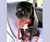 Ernie, a Rottweiler and American Eskimo Dog mix tested with EmbarkVet.com