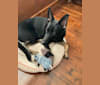 Photo of Charlee, a German Shepherd Dog and Belgian Malinois mix in Detroit, Michigan, USA