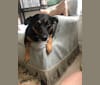Maisie, a Russell-type Terrier and Labrador Retriever mix tested with EmbarkVet.com