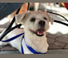 Huck Carter, an American Eskimo Dog and Chihuahua mix tested with EmbarkVet.com