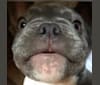 Gilroy Turtle Blu, a French Bulldog tested with EmbarkVet.com