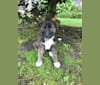 Bodhi, a Norwegian Elkhound and German Shepherd Dog mix tested with EmbarkVet.com
