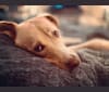 Stanley Pup, a Labrador Retriever and Alapaha Blue Blood Bulldog mix tested with EmbarkVet.com