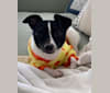 Winston, a Toy Fox Terrier tested with EmbarkVet.com