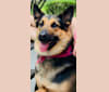 Kiara, a German Shepherd Dog and Chow Chow mix tested with EmbarkVet.com