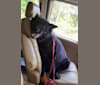 Hudson, a Chow Chow and German Shepherd Dog mix tested with EmbarkVet.com