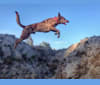 Bono, a German Shepherd Dog and West Siberian Laika mix tested with EmbarkVet.com