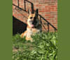 Scarlett, a German Shepherd Dog tested with EmbarkVet.com