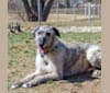 Shadow, an Irish Wolfhound tested with EmbarkVet.com