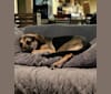 Winston, a German Shepherd Dog and Labrador Retriever mix tested with EmbarkVet.com