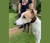 Photo of Harry, a Greyhound  in China