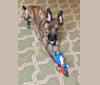 Colt, a German Shepherd Dog and Great Dane mix tested with EmbarkVet.com