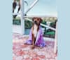 Photo of Sadie Mae, an American Pit Bull Terrier, Beagle, Labrador Retriever, Golden Retriever, and Mixed mix in Canton, GA, USA